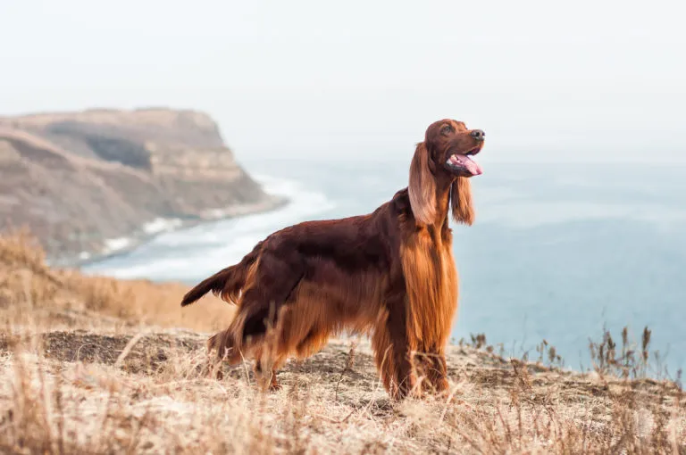 Setter Irlandese Rosso