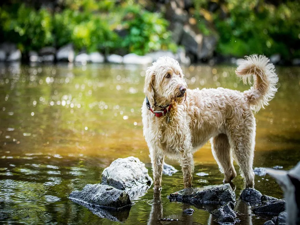 Labradoodle