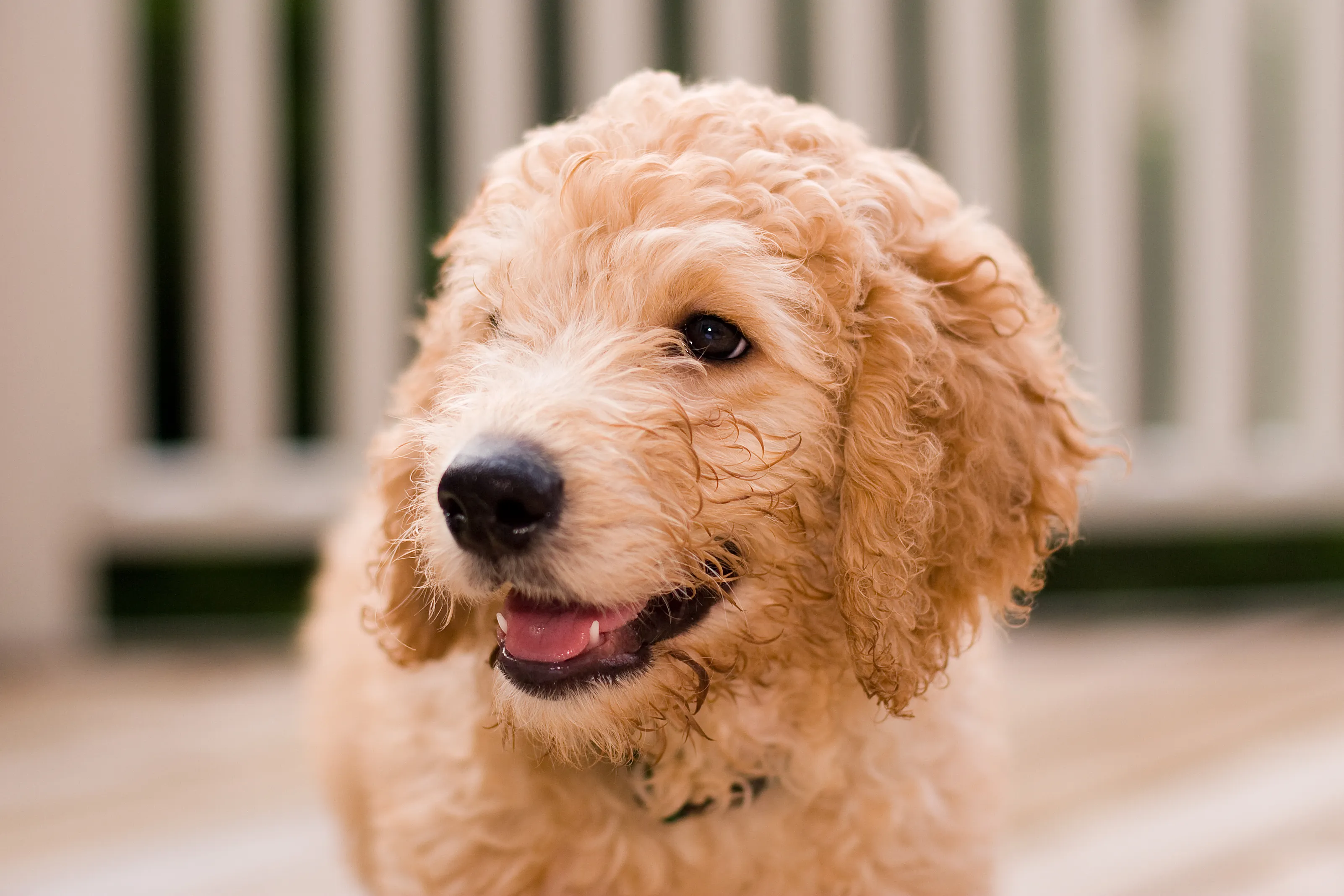 Labradoodle cucciolo