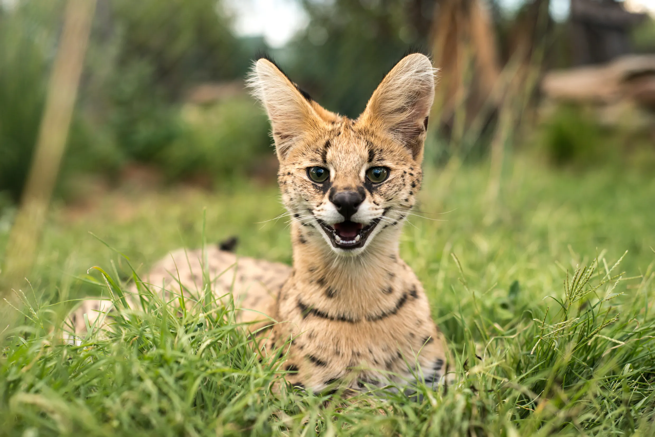 cucciolo di serval