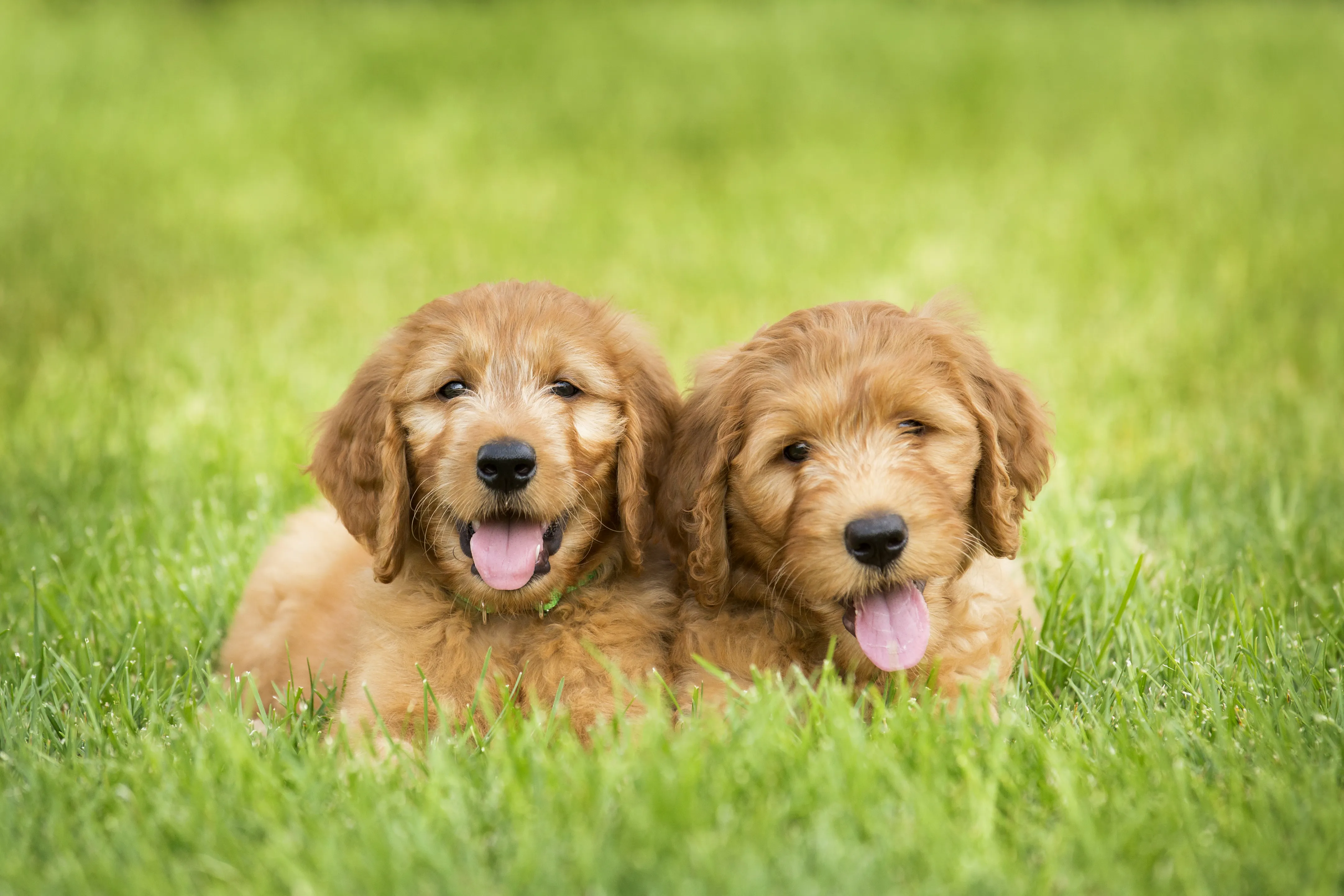 Goldendoodle