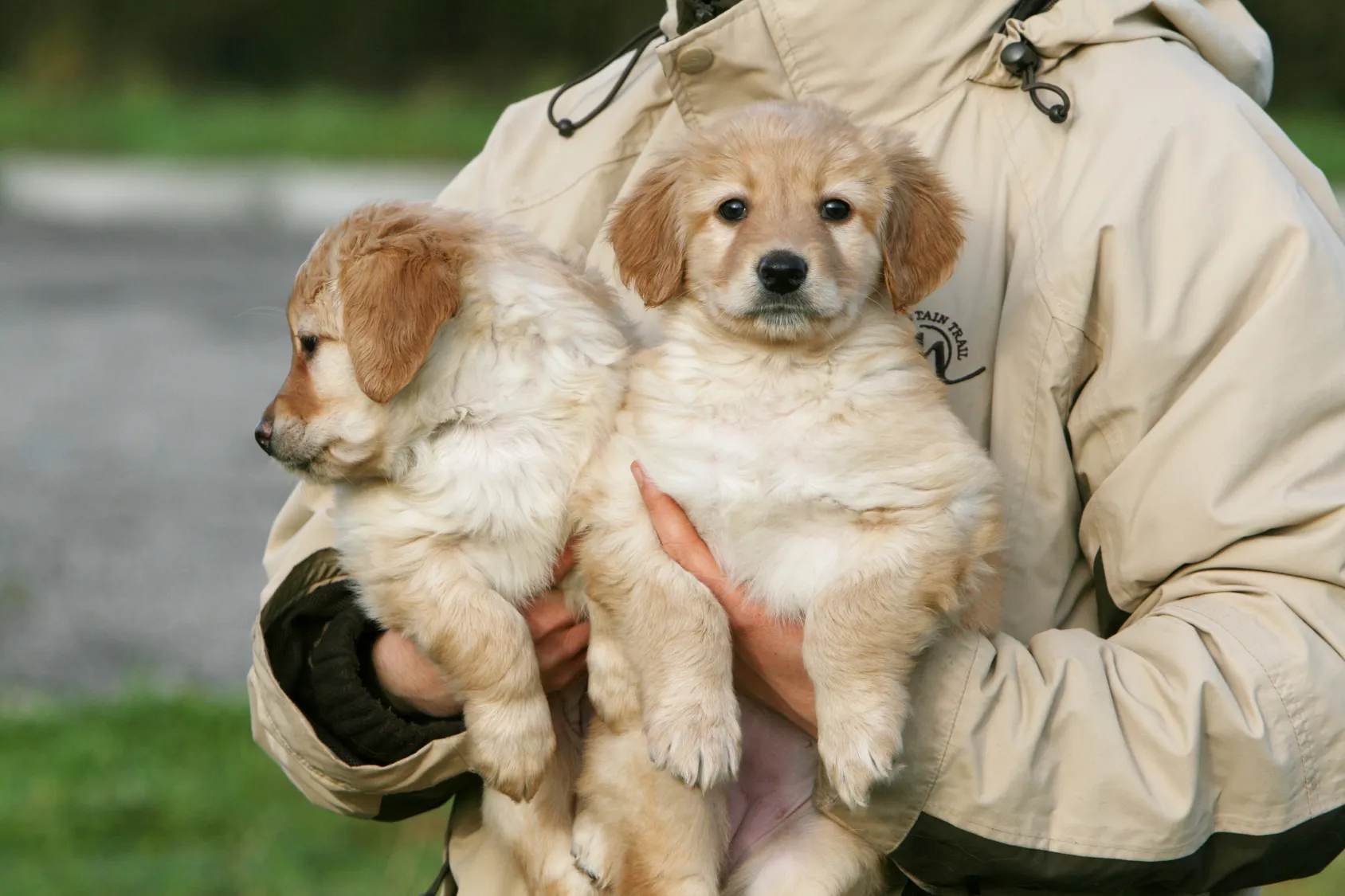 cuccioli di hovawart