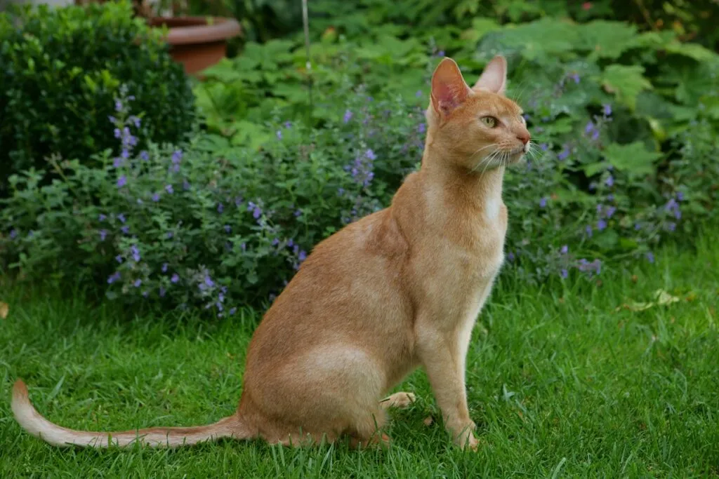 gatto abissino nel prato