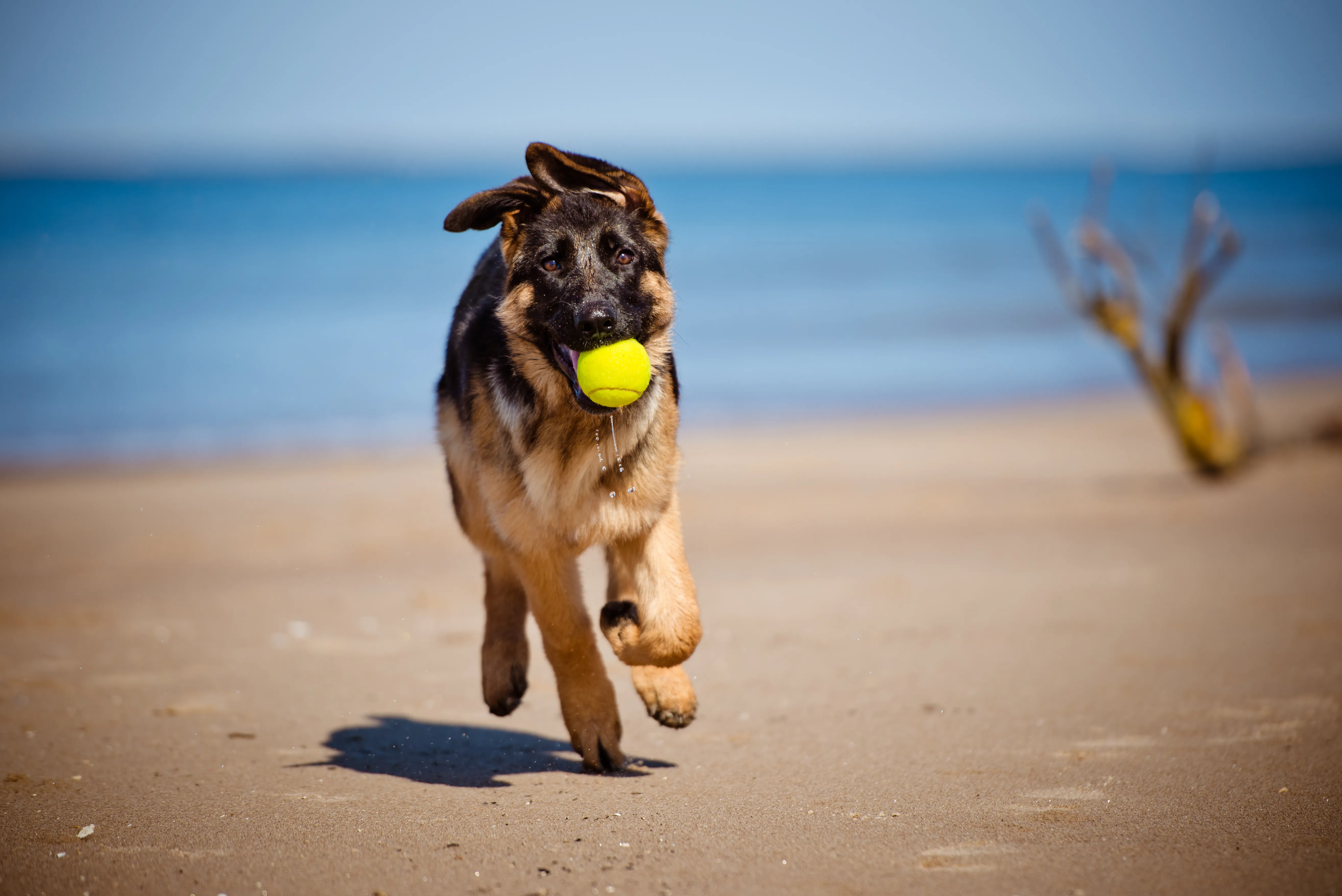 Spiagge dog friendly in Italia