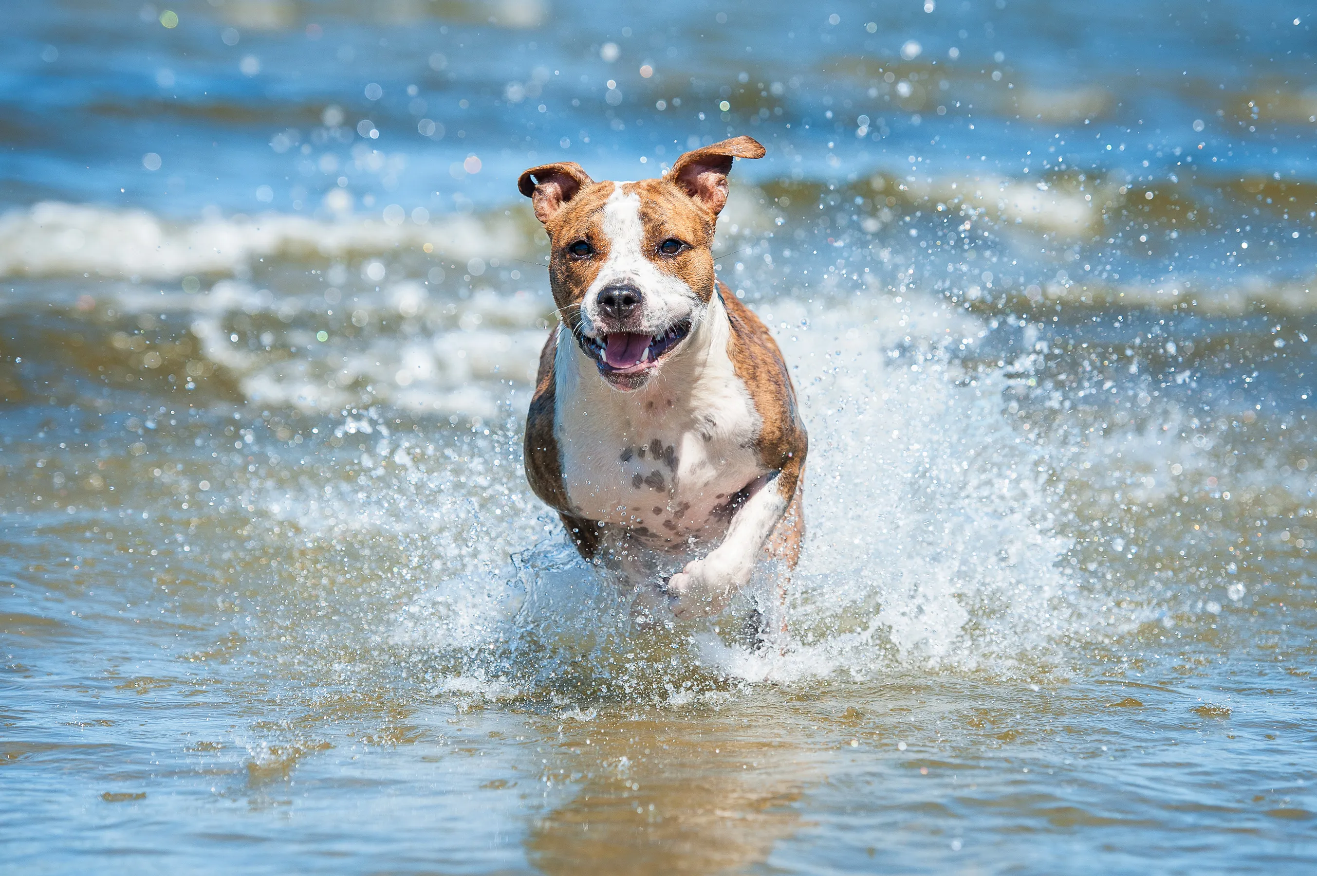 Spiagge dog friendly in Italia