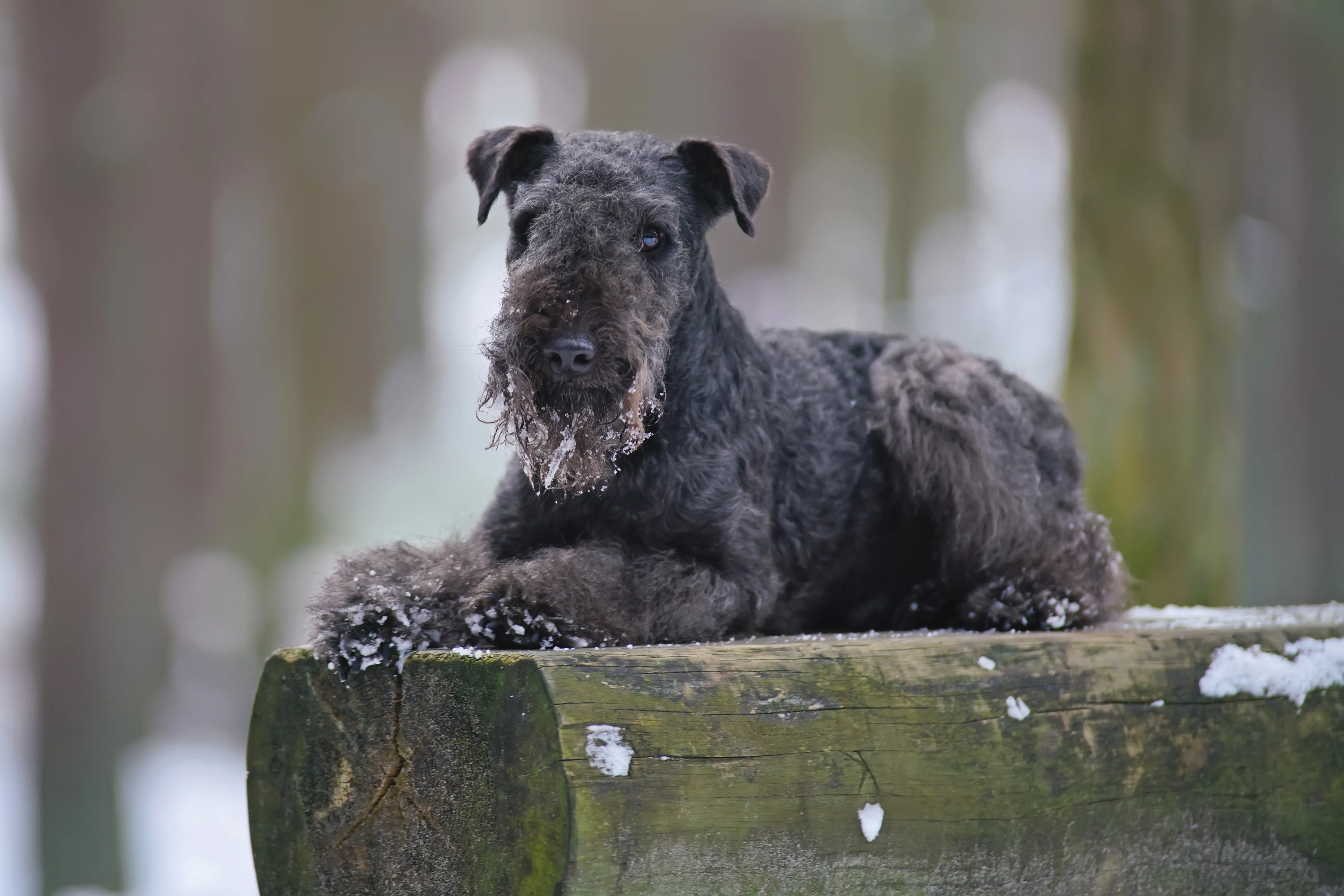 Lakeland Terrier