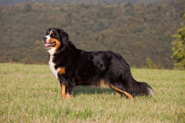 Bovaro del Bernese