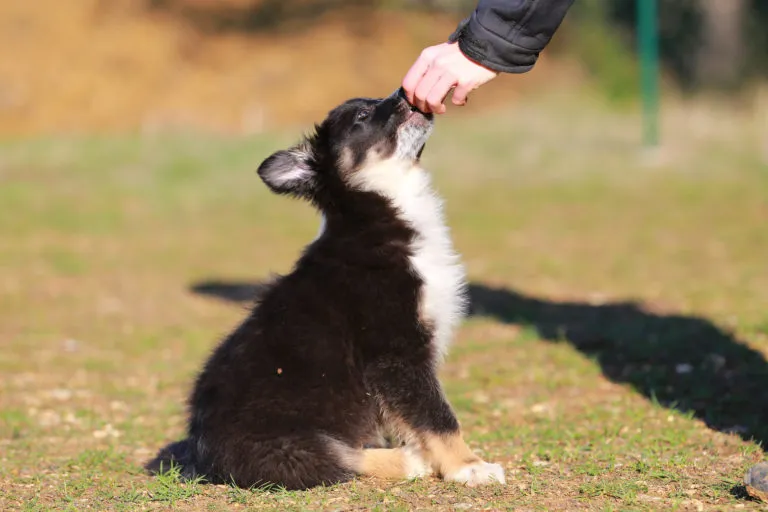 scuola per cuccioli