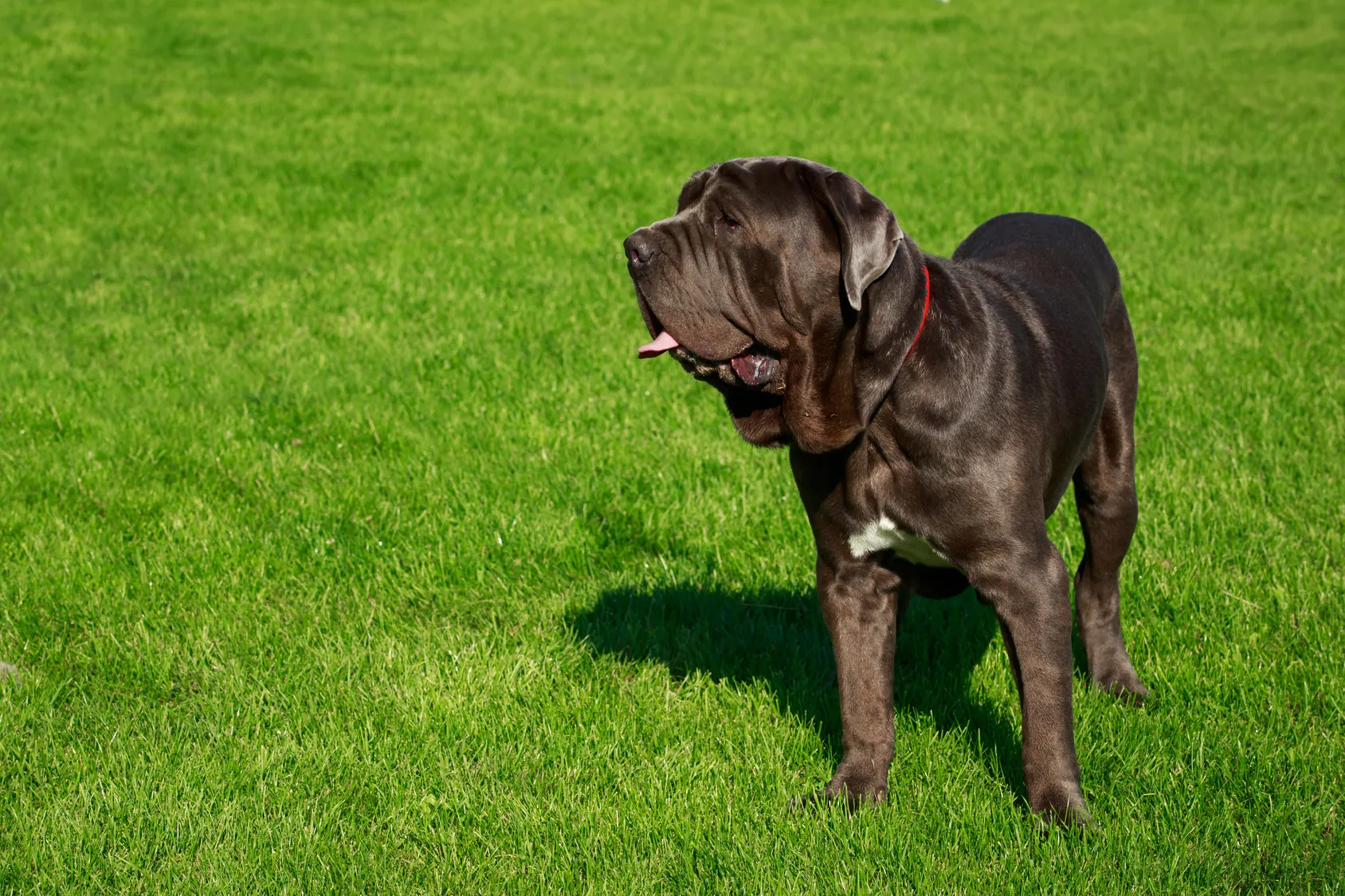 Mastino Napoletano