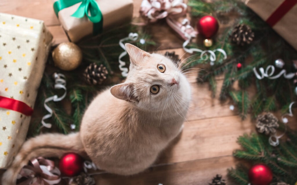 Gatto Natale 2