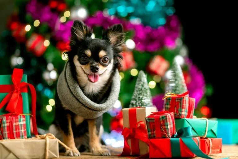 Regali di Natale per cani