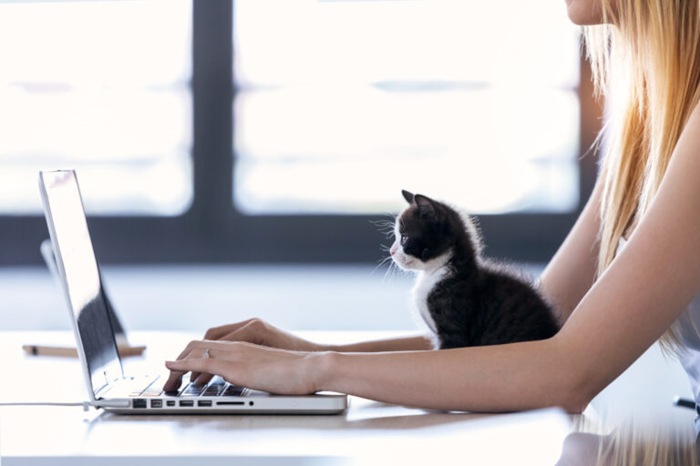 Alcuni utili consigli per tenere un gatto in casa — idealista/news