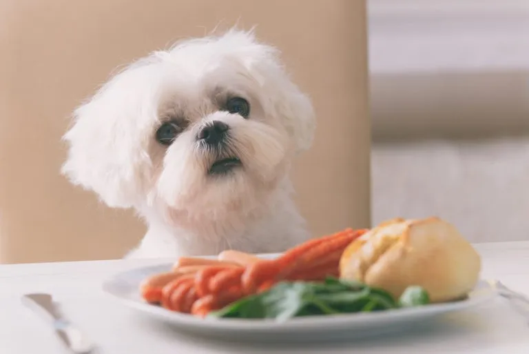 cibi tossici per cani