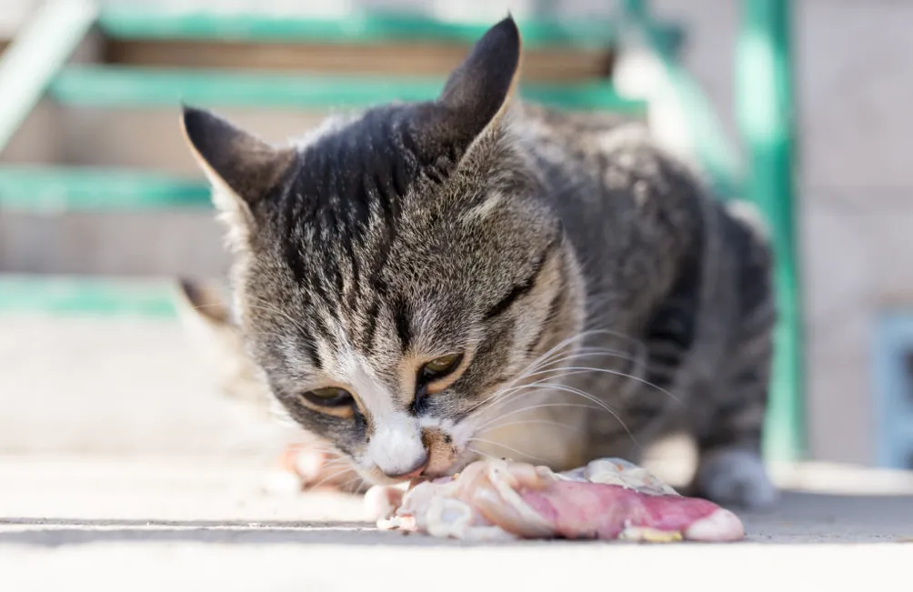 Gatto mangia