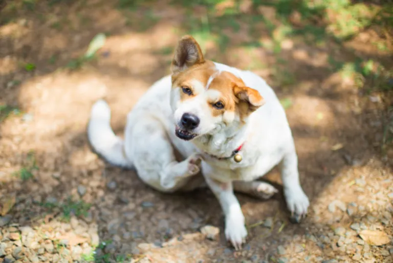 le allergie nel cane