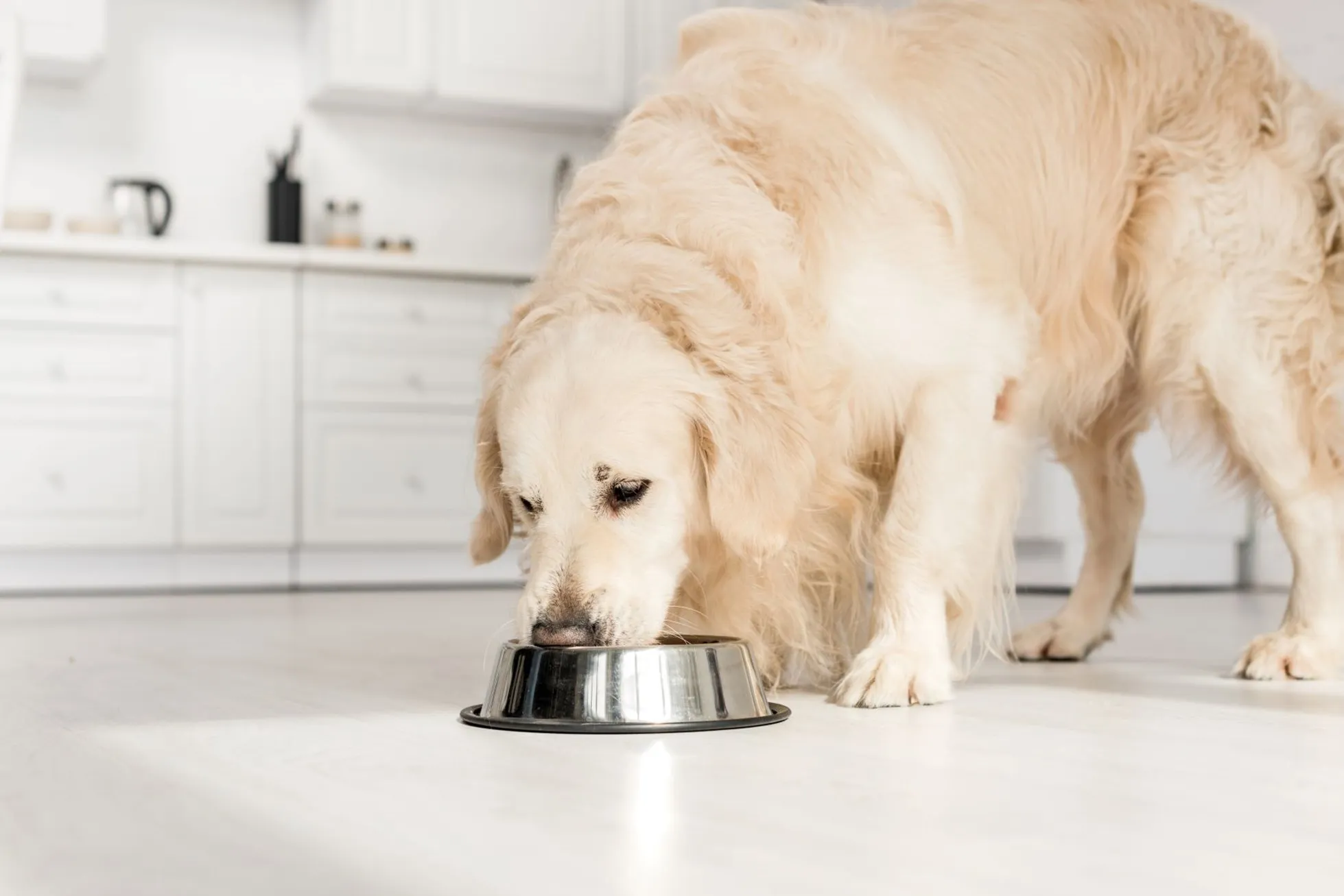 cane che mangia dalla ciotola