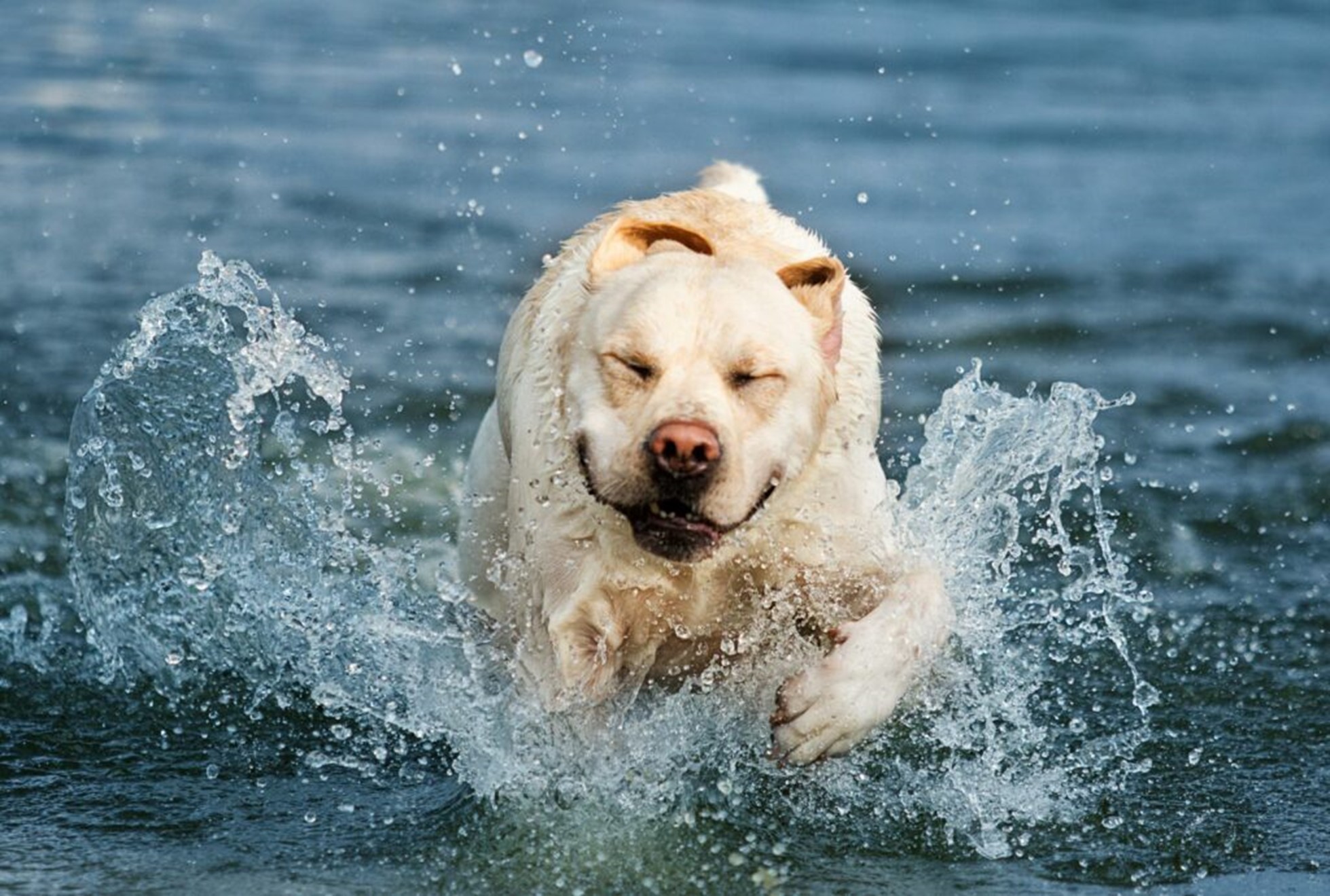 cane grasso che nuota