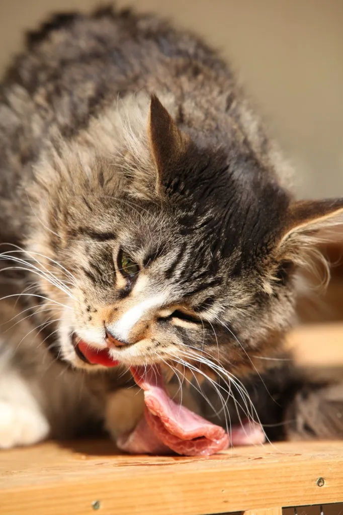 Gatto mangiando