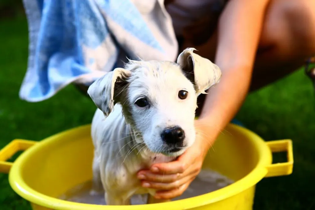 Cane bagno