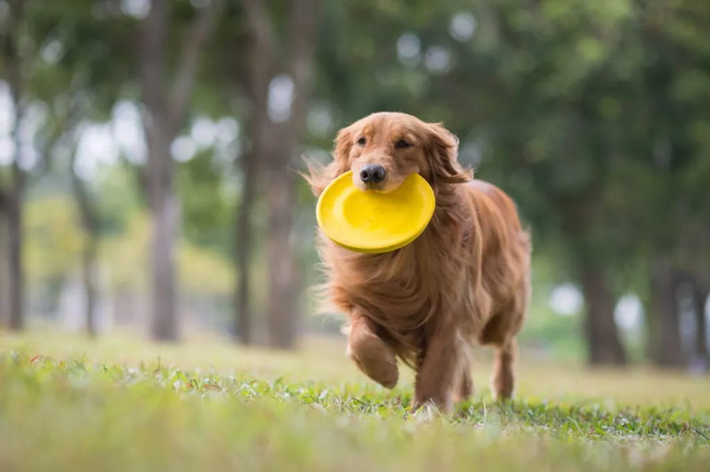 Cane frisbee