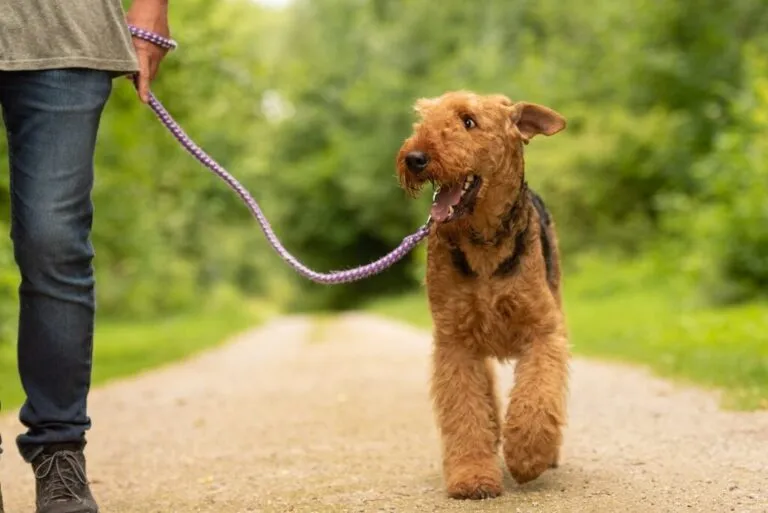 artrosi nel cane