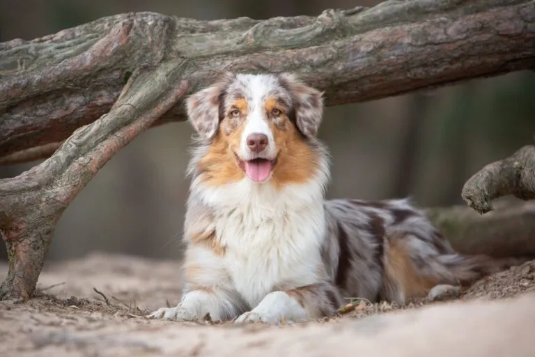 Australian Sheperd