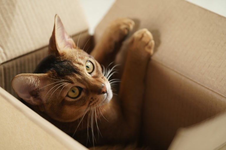 Casa a misura di gatto: come organizzare ogni stanza e fare felice