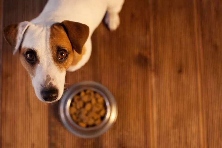 alimenti ipoallergenici per cani