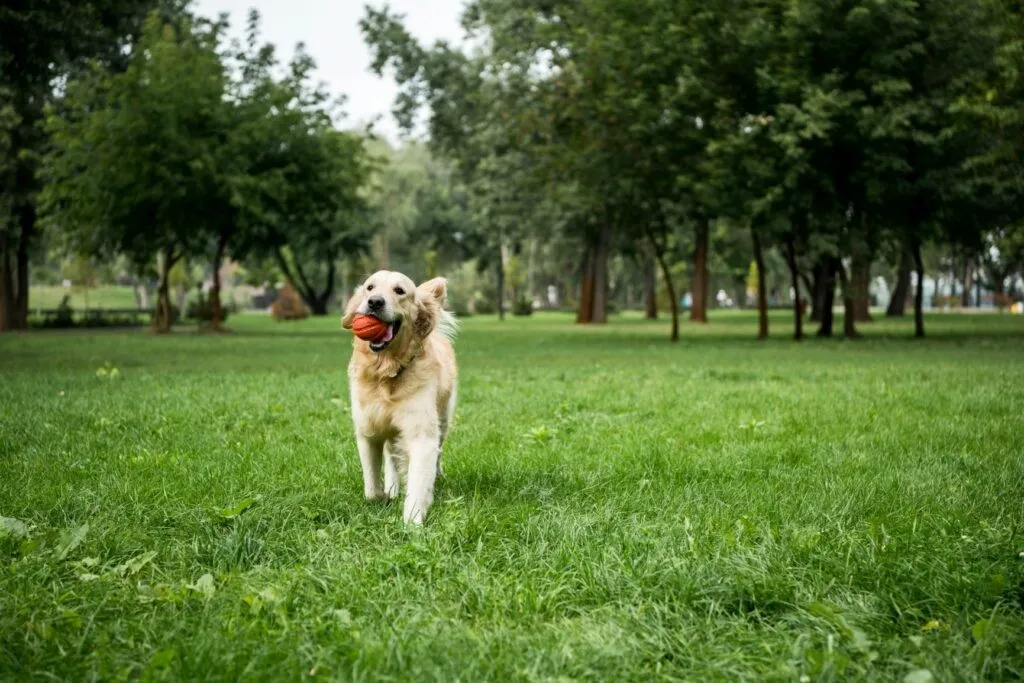 Labrador