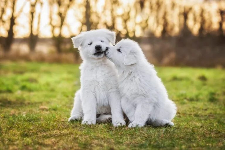 adozione del cane