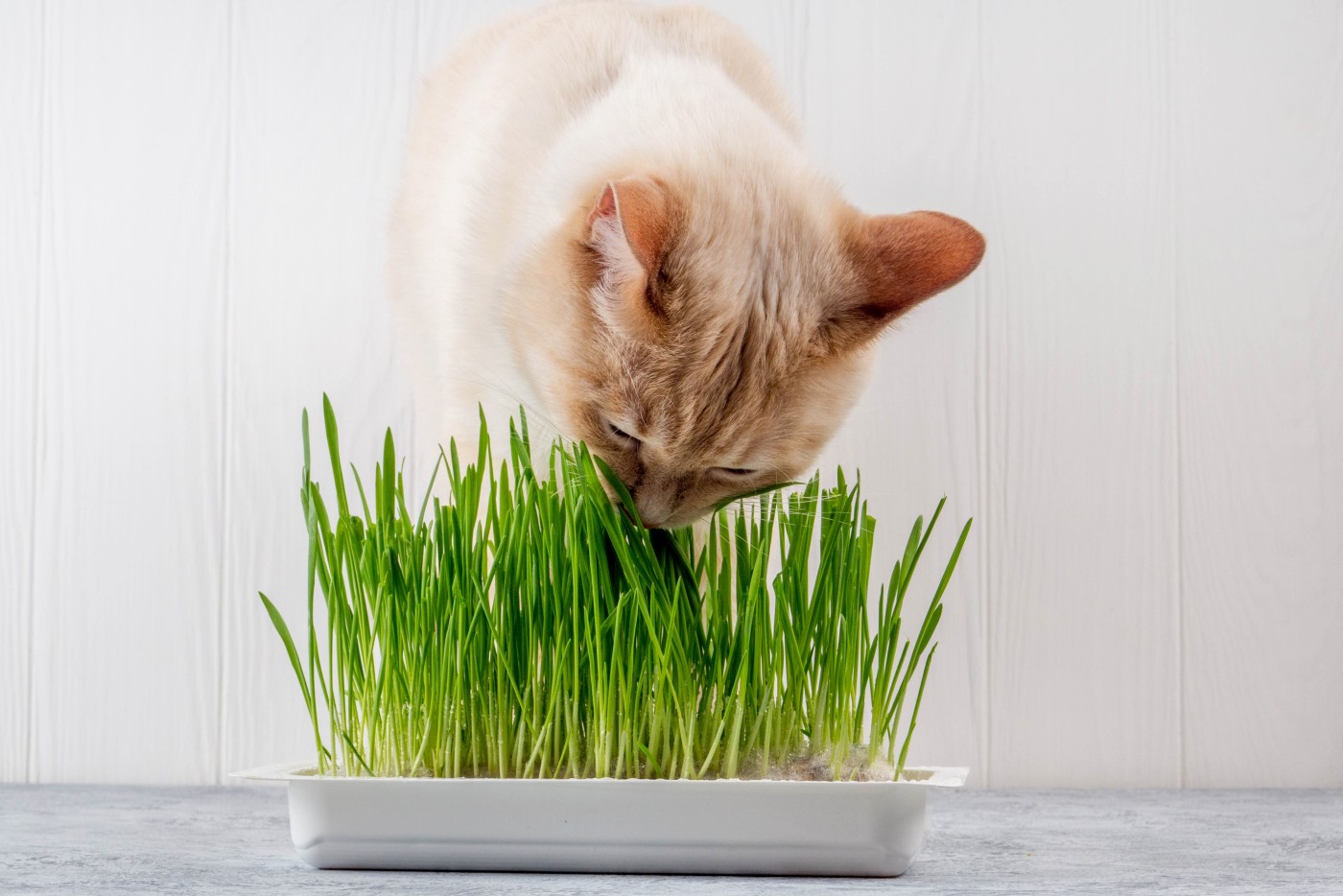 Come scegliere l'erba gatta