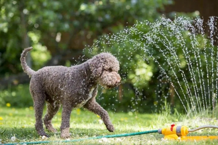 Cani e il caldo