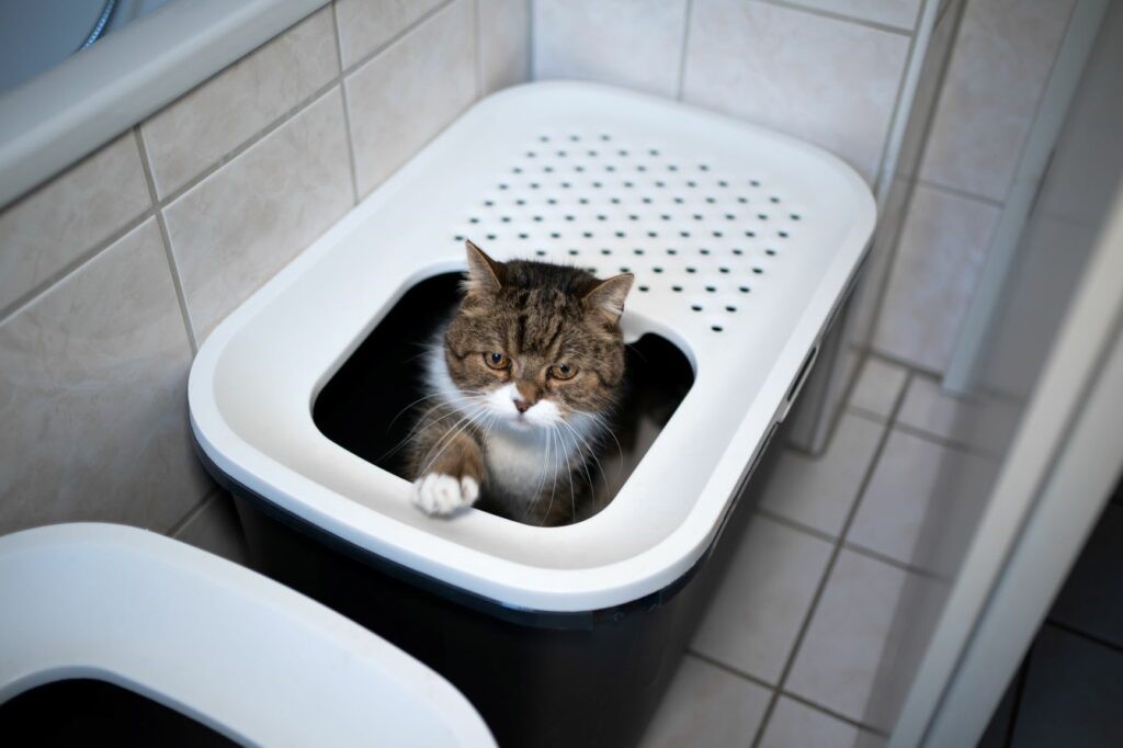 Come pulire la lettiera del gatto per tenerla igienizzata e