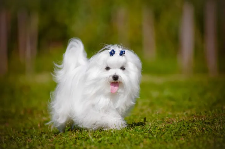 Maltese