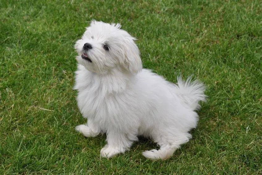 Maltese