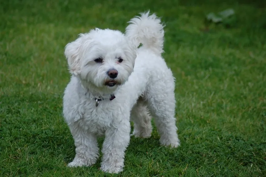 Maltese