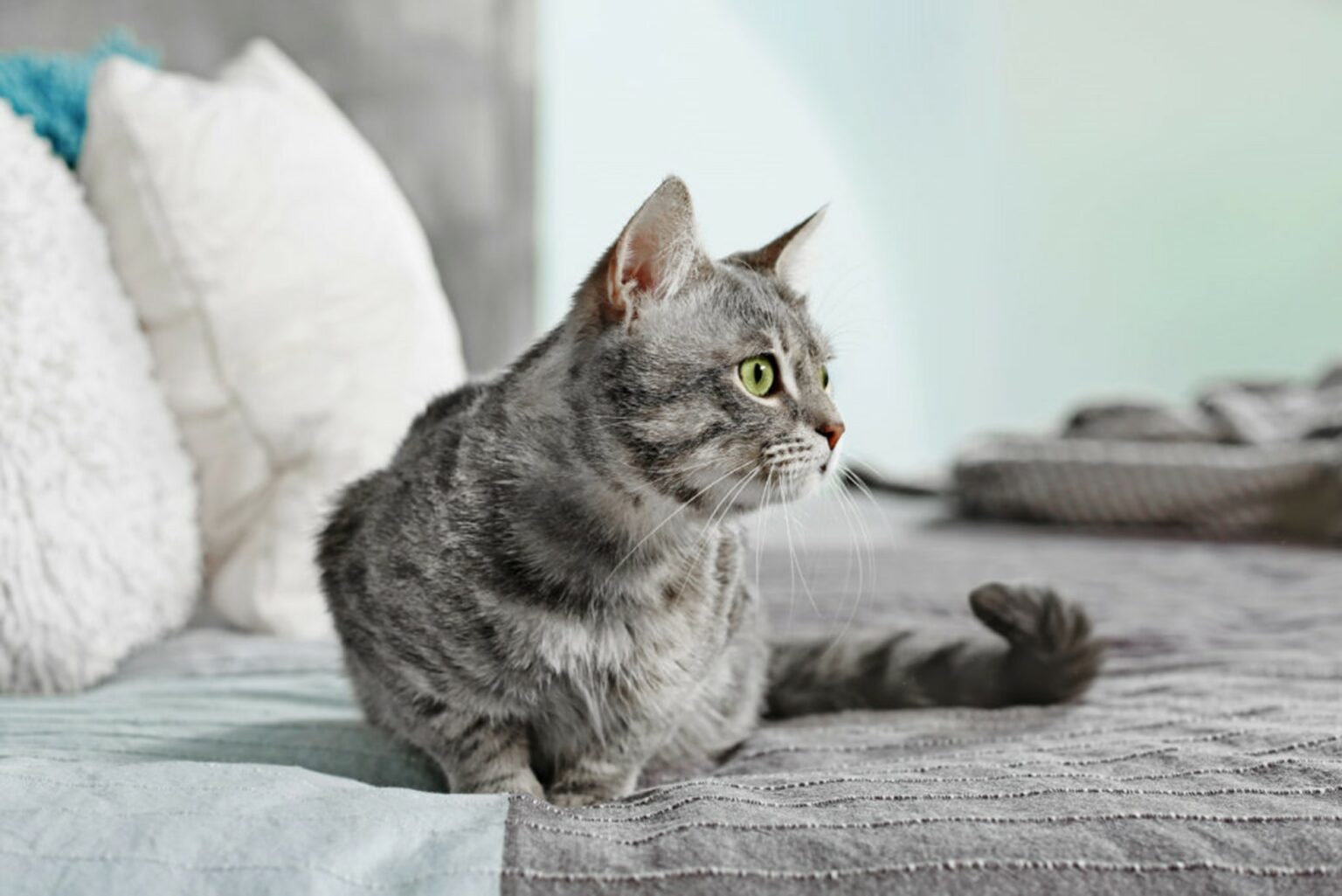 „Aiuto, il mio gatto fa pipì sul letto!” | Magazine zooplus