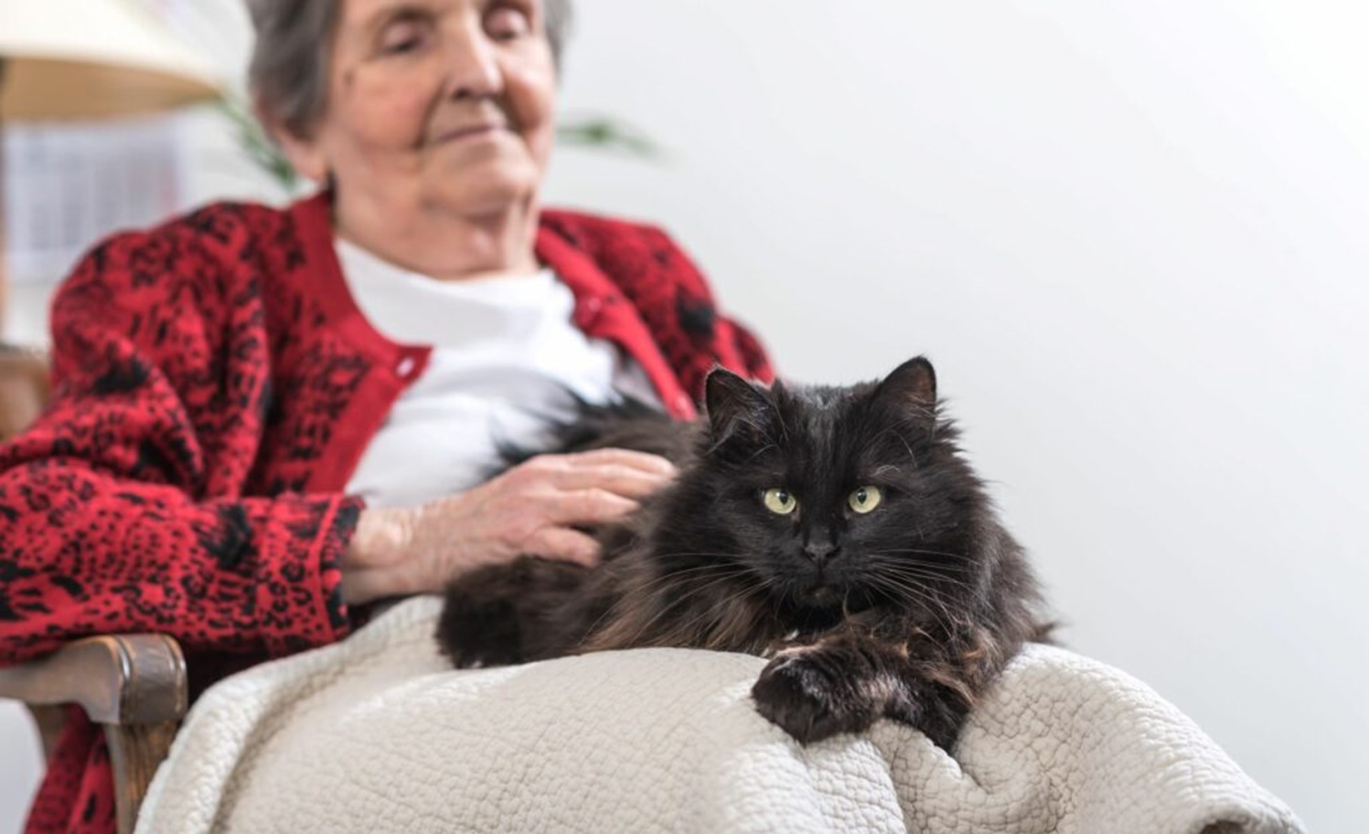 Gatto terapeuta con anziana