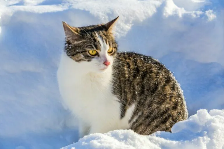 il gatto e l'inverno