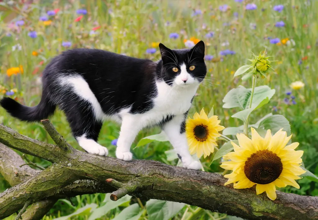 gatto europeo bianco e nero su ramo