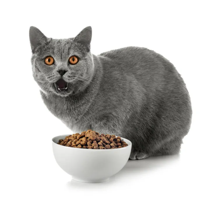 alimentazione per british shorthair