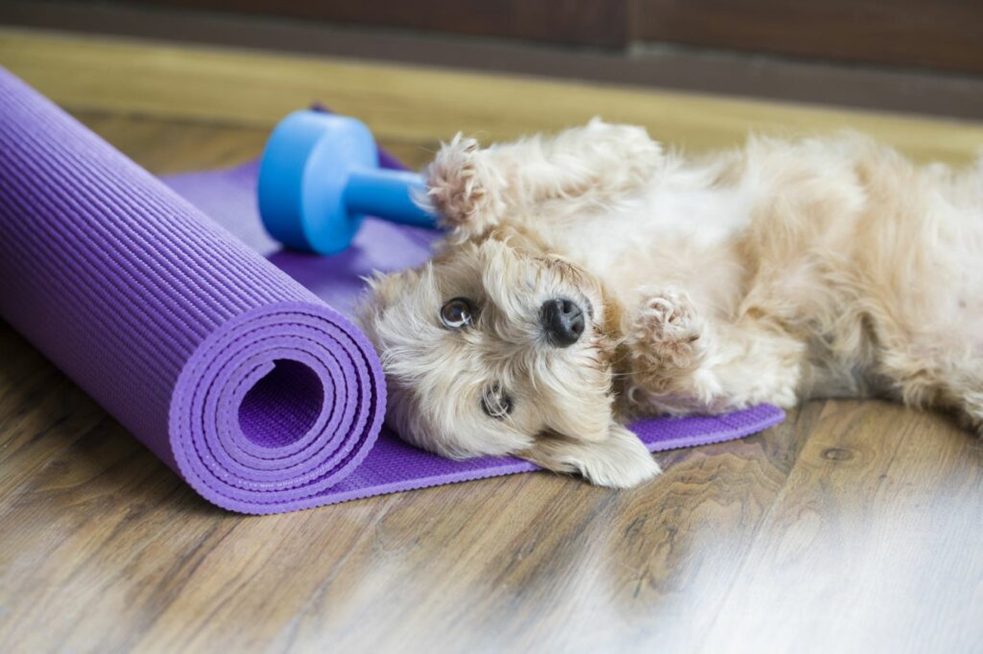 cane sul tappetino per fitness