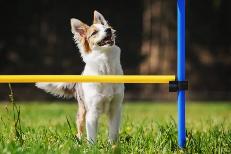 agility per cani piccoli