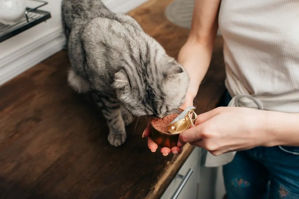 cibo per la gatta incinta