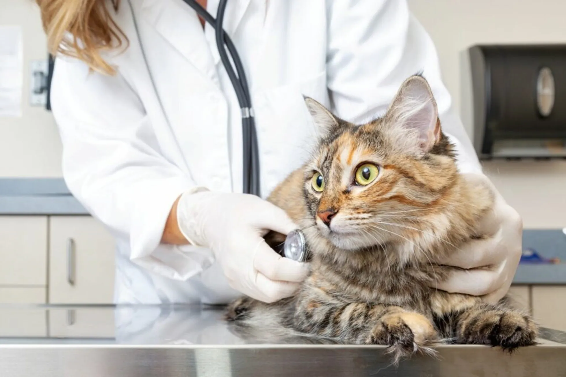 gatto dal veterinario