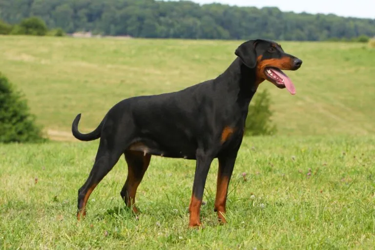 femmina dobermann nero in prato