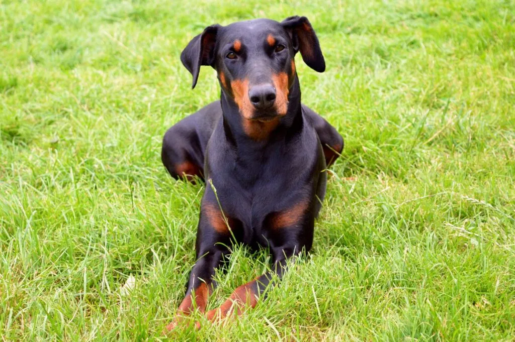 dobermann adulto in un prato