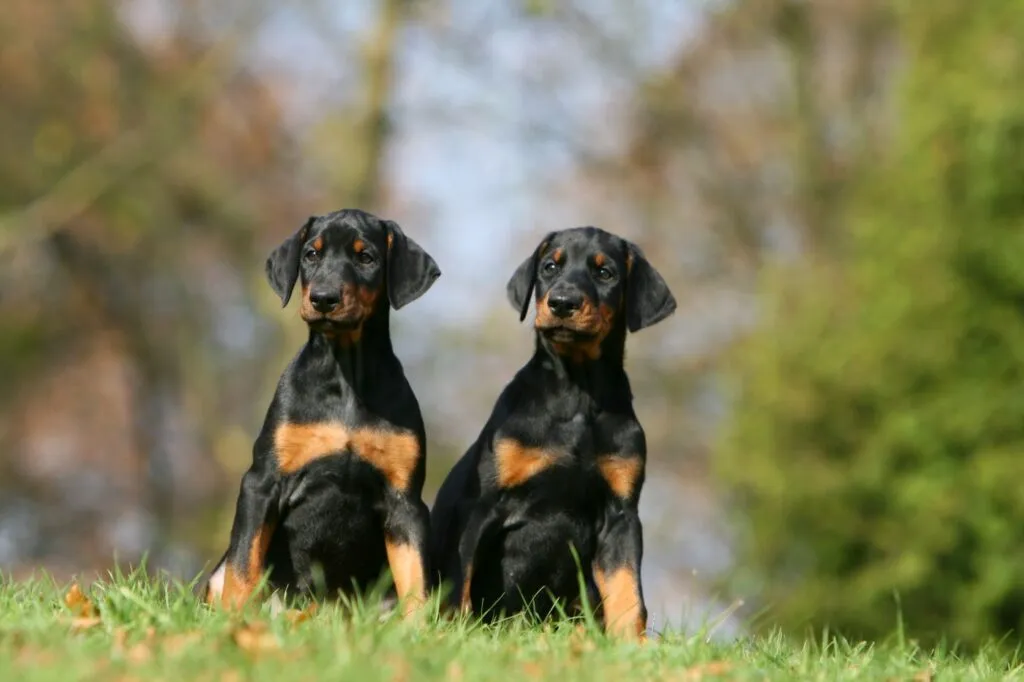 due cuccioli di dobermann seduti uno accanto all'altro