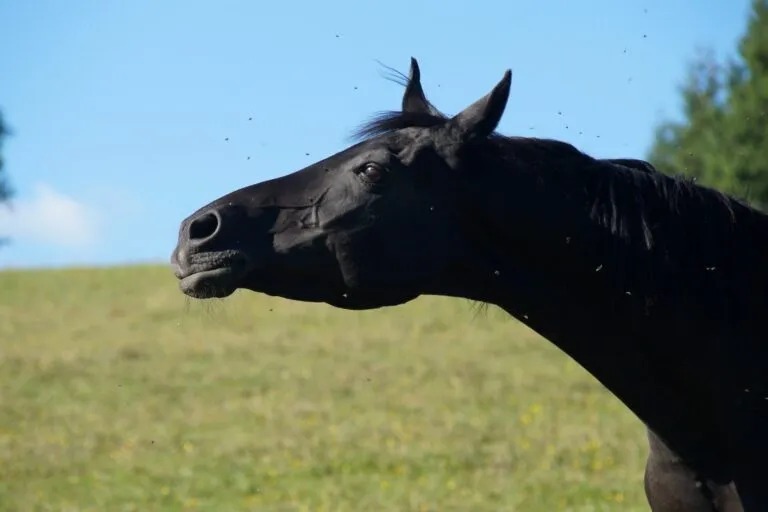 dermatite estiva nel cavallo