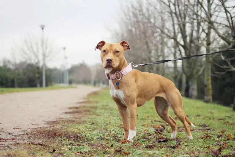 American Pit Bull Terrier